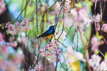 A beautiful variety sunbird in a bloomed tree 