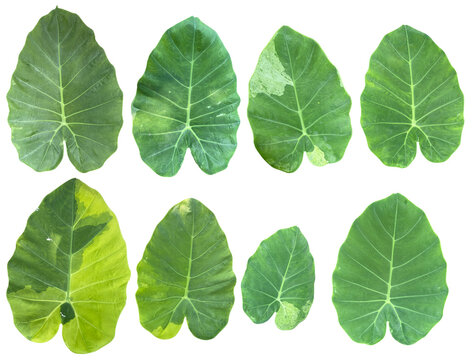 Set of xanthosoma sagittifolium schott or tania leaf isolated on transparent background