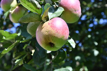 Apple tree and their fruits