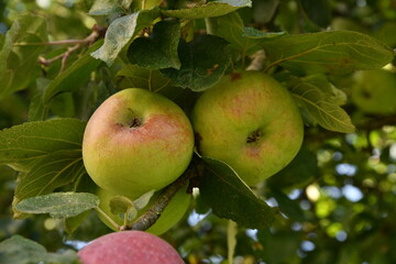 Apple tree and their fruits