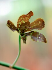 macro flowers in tropical garden