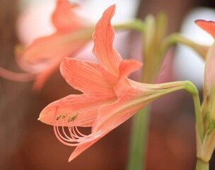 macro flowers in tropical garden