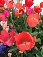 macro flowers in tropical garden