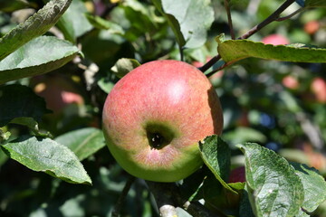Fresh apples in a tree