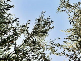 branches of a young olive tree with green olives against a clear blue sky. gardening. lush greenery