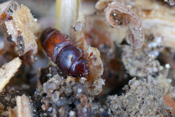 Adult Sap-feeding Beetle Carpophilus truncatus in decayed grain, cereal seed.