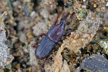 Wheat weevil, granary weevil or grain weevil, Sitophilus granarius, Calandra granaria, Curculio contractus. The world's most dangerous pest of stored grain. The beetle in decayed grain.
