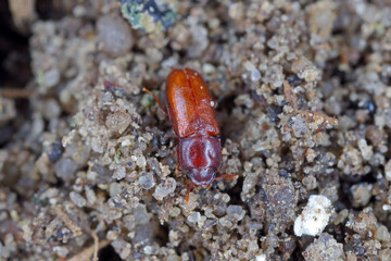 Depressed Flour Beetle - Palorus subdepressus is a species of beetle in the family Tenebrionidae, the darkling beetles.