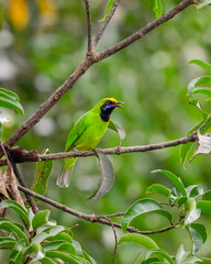 Lone male Golden-fronted leafbird perching on a branch
