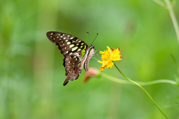 Side view of a Tailed jay butterfly feeding on a yellow flower