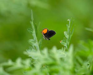Lone Red pierrot resting on a leaf