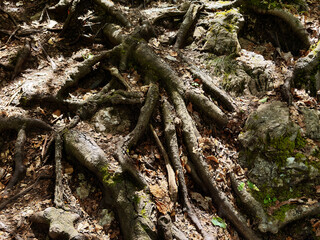 close up view of the tangled root system of an old tree. nature pattern