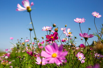 Beautiful pink and white petal wild cosmos flowers growing against a blue summery sky 