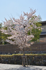 嵐山の桜