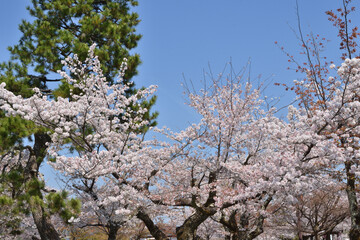 嵐山の桜