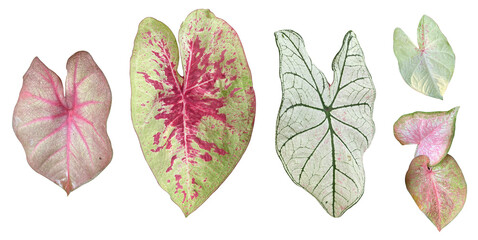 Set of Caladium Bicolor leaf isolated on transparent background. Queen of the leafy plant leaves