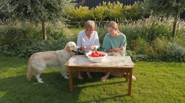 A grandmother and her granddaughter are canning tomatoes together, sitting in a picturesque garden with their dog nearby.