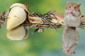 A Campbell dwarf hamster is eating a ripe Surinam cherry fruit that fell to the ground. This rodent has the scientific name Phodopus campbelli.