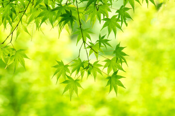 初夏の明るい日差しと新緑のモミジ