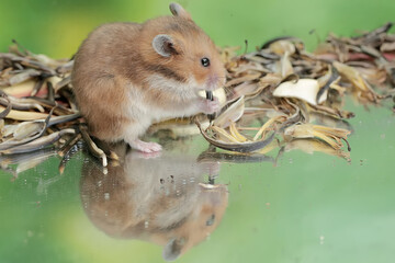 A Campbell dwarf hamster is eating a ripe Surinam cherry fruit that fell to the ground. This rodent...