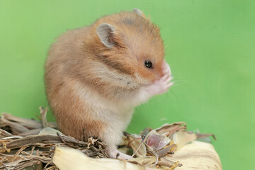 A Campbell dwarf hamster is eating a ripe Surinam cherry fruit that fell to the ground. This rodent has the scientific name Phodopus campbelli.