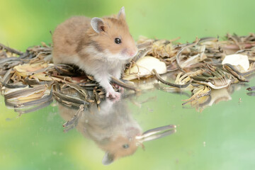 A Campbell dwarf hamster is eating a ripe Surinam cherry fruit that fell to the ground. This rodent has the scientific name Phodopus campbelli.