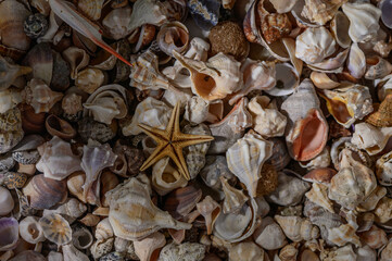 Close-up of a variety of Mediterranean shells