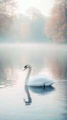 Fototapeta premium swan isolated on cute background