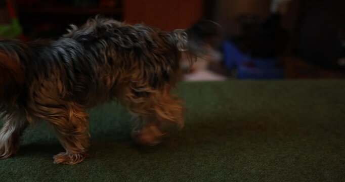 A small Yorkshire terrier dog has become infected with parasites and fleas and is trying to get rid of them, catching them by combing and biting its fur and skin. Gets rid of itching and irritation