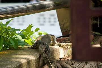 Back of a large wild lizard seen in Malacca