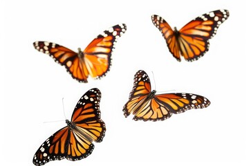 Flying plain tiger butterflies butterfly animal insects, cut-out, png, clipping path