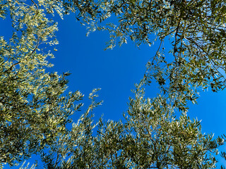 branches of a young olive tree with green olives against a clear blue sky. gardening. lush greenery