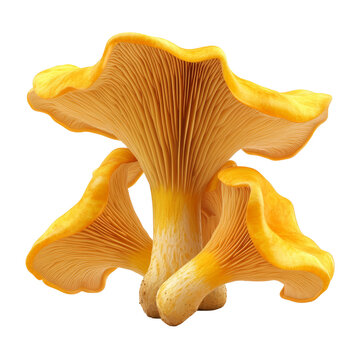 yellow chanterelle mushroom isolated on white background