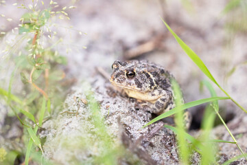 A southern toad (Anaxyrus terrestris) sitting in a hole in the sand in Sarasota County, Florida.