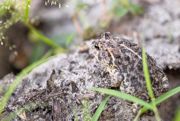 A southern toad (Anaxyrus terrestris) sitting in a hole in the sand in Sarasota County, Florida.
