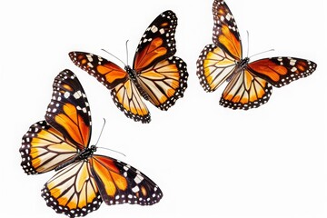 Fototapeta premium Flying plain tiger butterflies butterfly animal insect