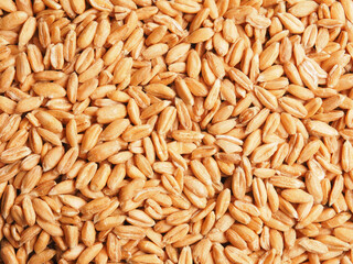 Close up of spelt grain using as background