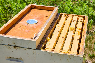 Busy Bees in Honeycomb Hive Close-Up in Sunny Rural Setting