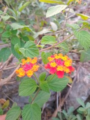 flowers in the garden