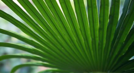 Obraz premium palm tree leaves