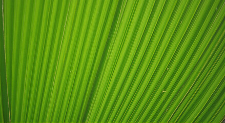 Obraz premium green leaf background