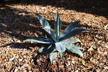 Agave et paillage copeaux en bois