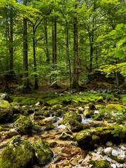 mountain stream among rocky forest with large stones in moss. lush greenery. landscape photography