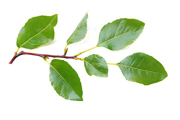 Naklejka premium Fresh green branch of Salal (Gaultheria Shallon) or Lemon Leaf isolated on white background