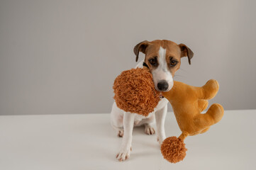 Jack Russell Terrier dog holds a plush poodle toy in his teeth on a white background. 