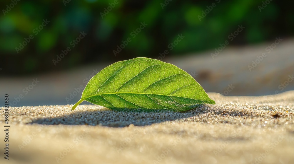 Poster design concept with a 3d mockup of a leaf. close-up view of leaf composition and minimalist design.
