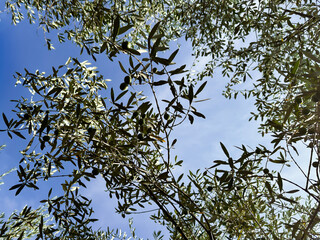 Fototapeta premium branches of a young olive tree with green olives against a clear blue sky. gardening. lush greenery