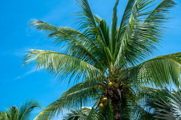 palm tree on blue