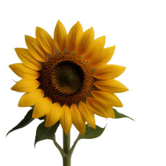 Fototapeta premium one sunflower isolated on transparent background