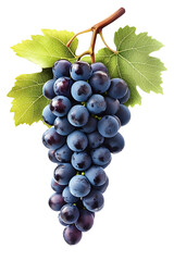 Fototapeta premium Dark blue grape with leaves isolated on white background. With clipping path. Full depth of field